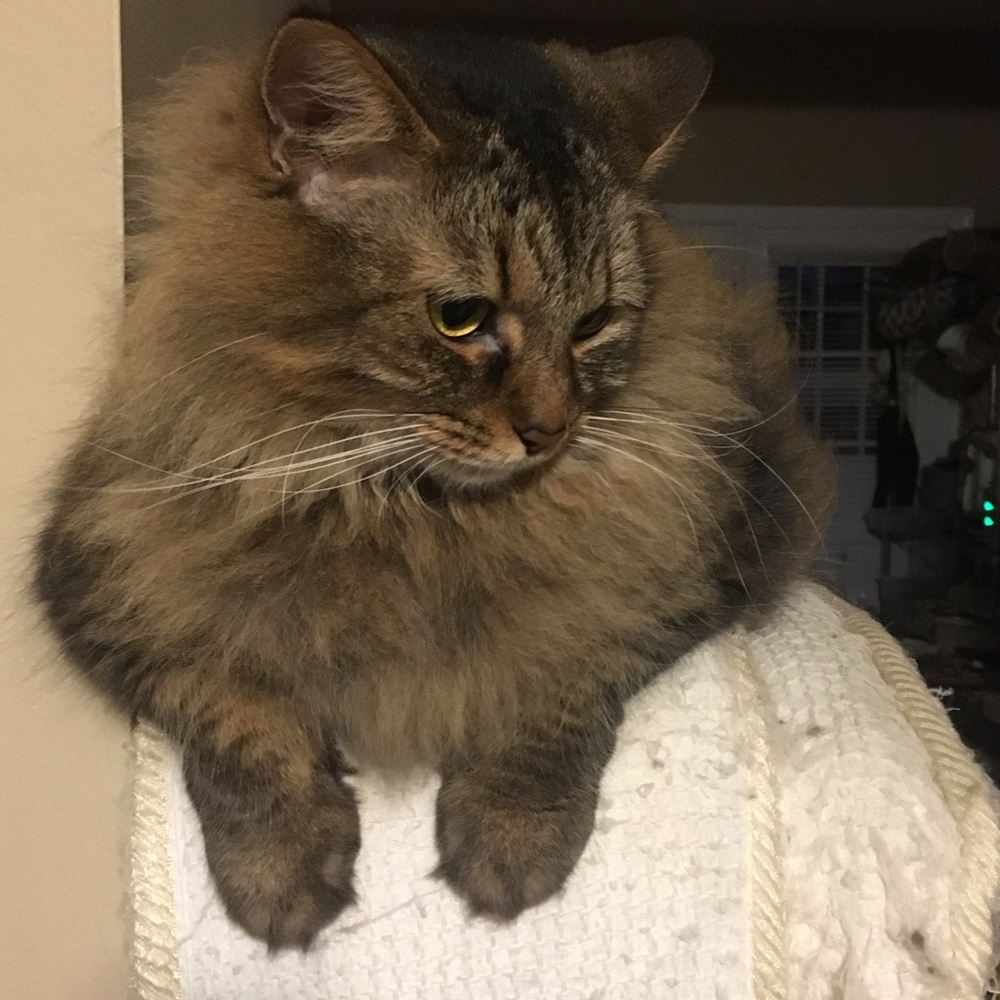 Meet your Posher, Lauren